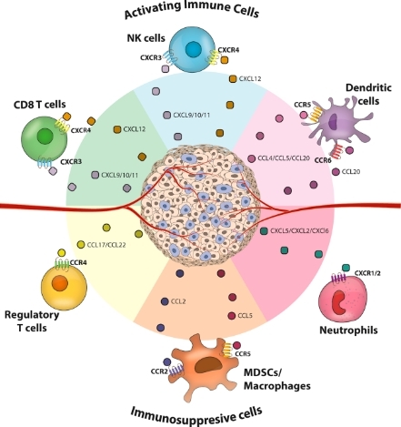 Fig.1 Key chemokines that drive immune cell infiltration into solid tumors.
