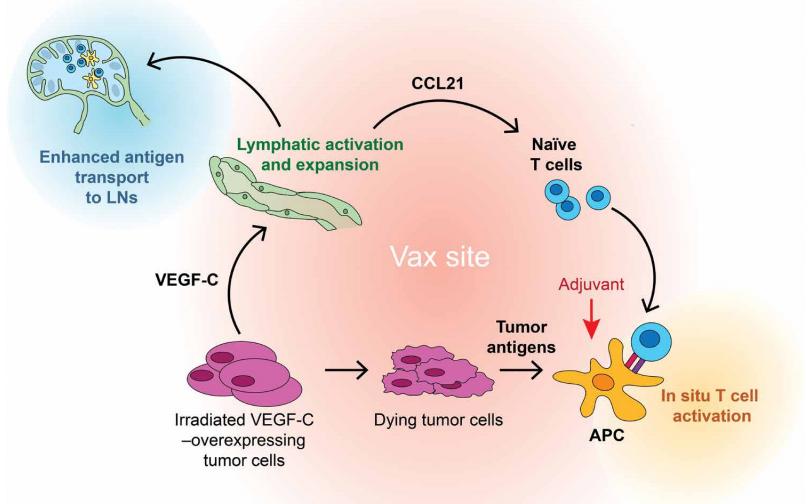 Proposed model for VEGFC vax Cancer vaccine mechanism of action.
