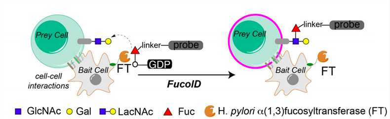 Schematic representation of FucoID for the labeling of cell-cell interactions. 