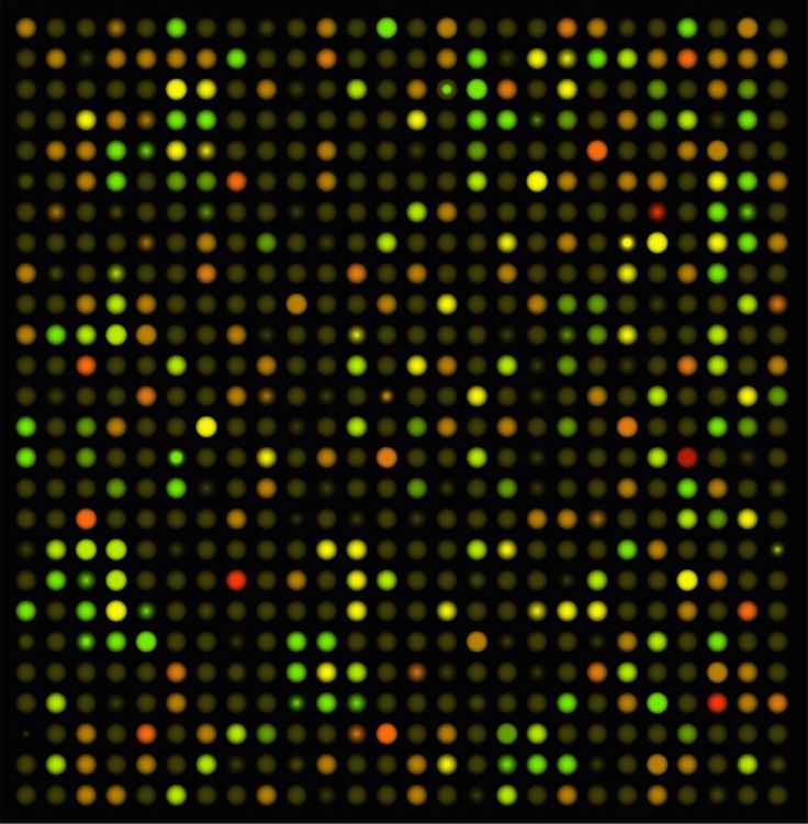 Gene Expression Profiling. (Creative Biolabs Authorized)