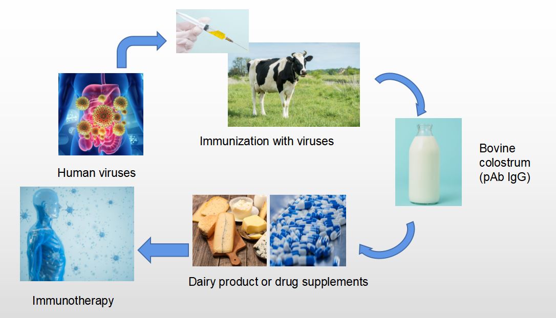 The Process of Mammalian Milk-Based Polyclonal (IgG) Technology.