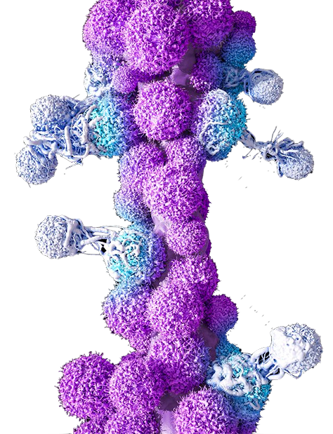 T cells are attacking cancer cells 
