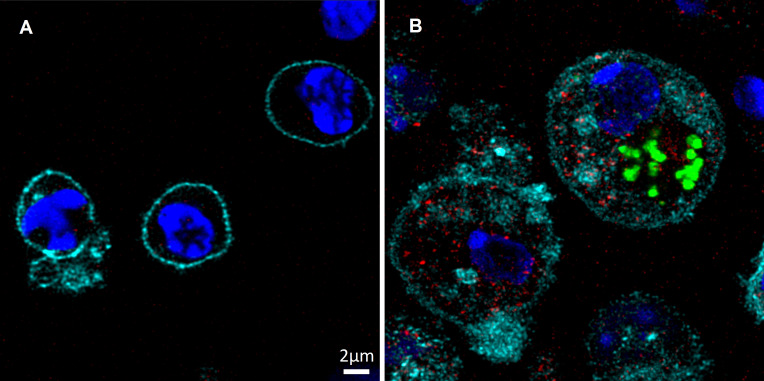 Fig.1 Immunofluorescence-based detection of IFN production.