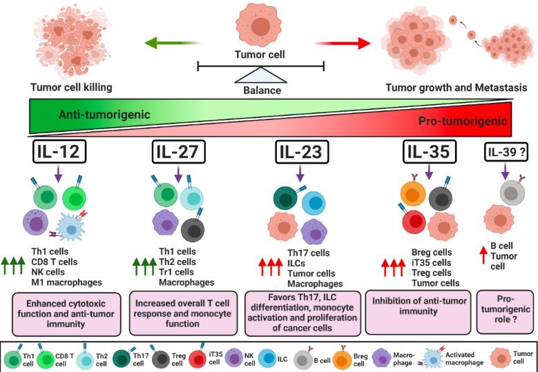 Fig.1 The role of IL-12 family cytokines in tumorigenesis and cancer progression.