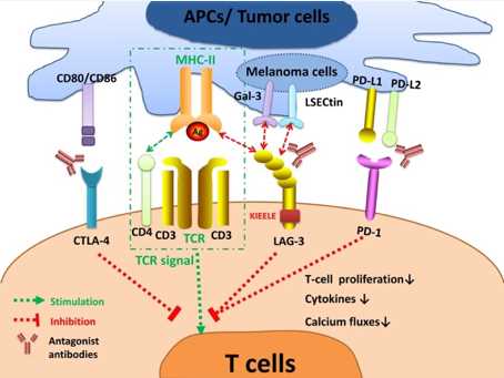 Model for LAG-3 modulation of antitumor immunity.