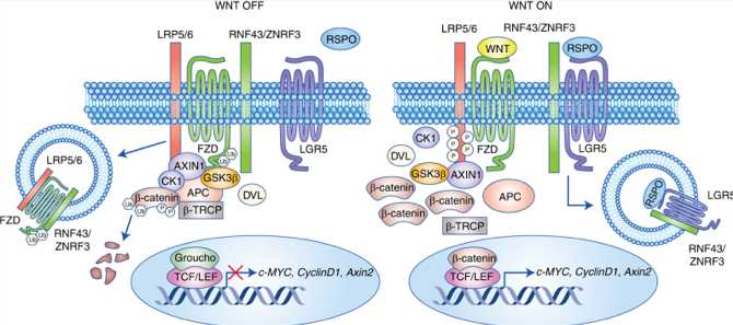 LGR5 promotes Wnt/β-catenin signaling.