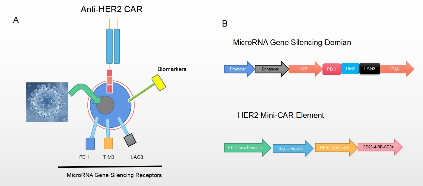 The MicroRNA Gene Silencing-Based Anti-HER2 CAR T-Cell Design