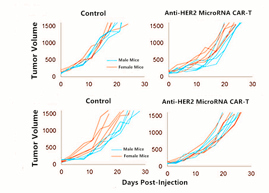 The Preparation and Function Analysis of The Third-Generation Anti-HER2 MicroRNA CAR-T cells.