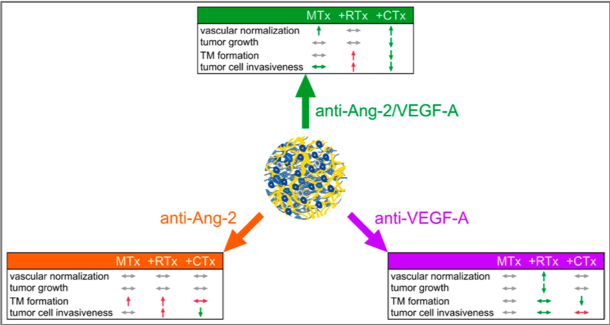 Differential Effects of Ang-2/VEGF-A Inhibiting Antibodies in Combination with Radiotherapy or Chemotherapy. (Gergely, et al., 2019)
