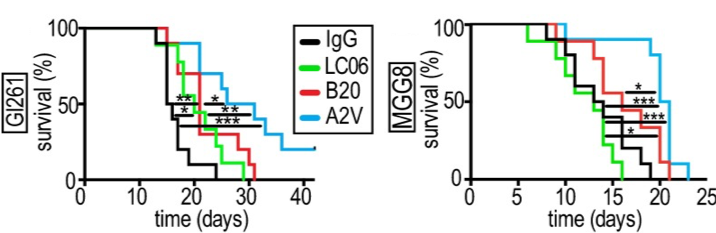 Treatment with A2V prolongs survival and delays tumor growth in the orthotopic Gl261 and the MGG8 models. (Kloepper, et al., 2016)