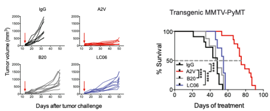 Individual volumes and Kaplan-Meier survival curves of orthotopic MMTV-PyMT tumors treated as indicated. (Schmittnaegel, et al., 2017)