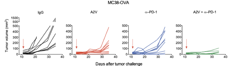 Growth of individual tumors. Arrows indicate start of treatment. (Schmittnaegel, et al., 2017)