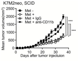 BALB/c SCID mice inoculated with K7M2neo cells were untreated or administered Met on day 7. (Uehara, et al., 2018)