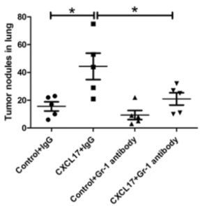 CD11b+Gr-1+ myeloid cells in lungs metastatic niche promote cancer cell colonization. (Hsu, et al., 2019)