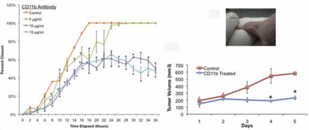 The anti-tumorigenic effect of CD11b antibody was assessed in a female athymic nude mouse xenograft model. (Saed, et al., 2018)