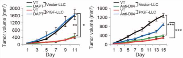 Tumor growth rates of vehicle (VT)–, DAPT-, and anti-Dll4 antibody–treated vector-LLC and PlGF-LLC tumors. (Iwamoto, et al., 2015)