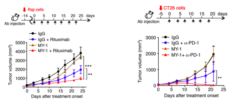 Mice were injected s.c. with Raji/CT26 cells and then treated with the indicated combinations of Abs according to the indicated schedule. (Yanagita, et al., 2017)