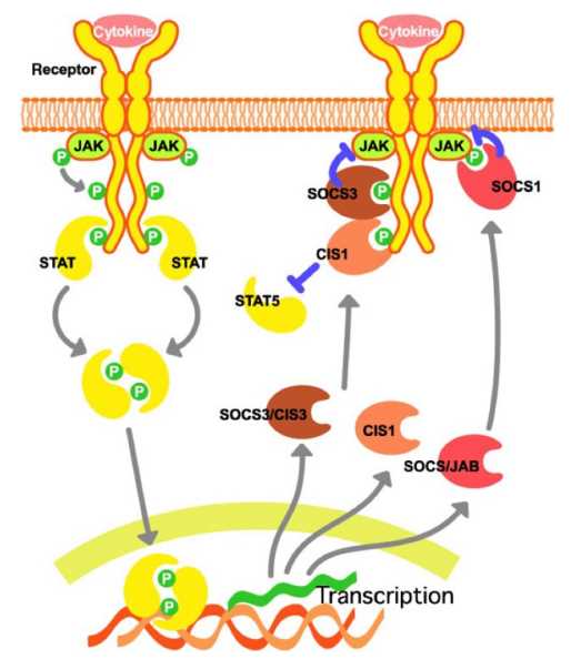 General mechanism of the action of CIS, SOCS1, and SOCS3. (Chikuma, et al., 2017)