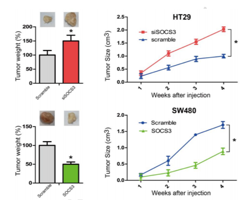 Tumor size of the knockdown (above) or overexpression (below) of SOCS3. (Chu, et al., 2017)