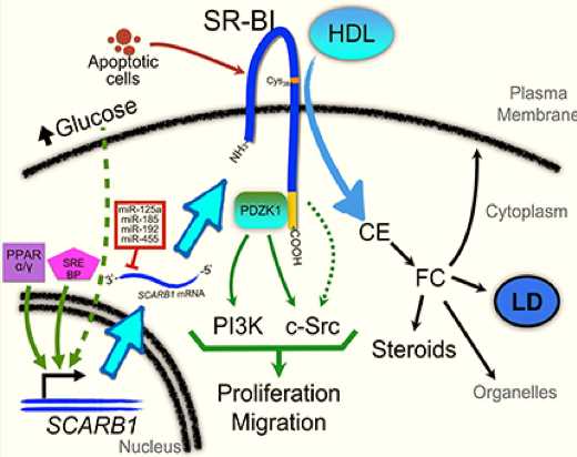 Role of SR-BI in the regulation of cellular signaling pathways and regulation of its expression in cancer cells. (Gutierrez-Pajares, et al., 2016)