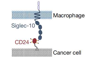 Schematic-depicting interactions between macrophage expressed Siglec-10 and CD24 expressed by cancer cells. (Barkal, et al., 2019)