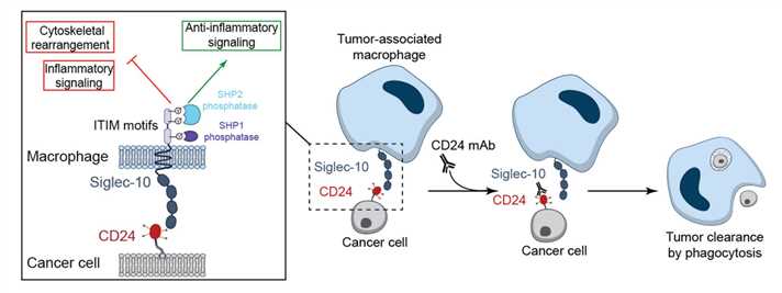 Blocking CD24-Siglec-10 interaction promotes phagocytic clearance of cancer cells. (Barkal, et al., 2019)