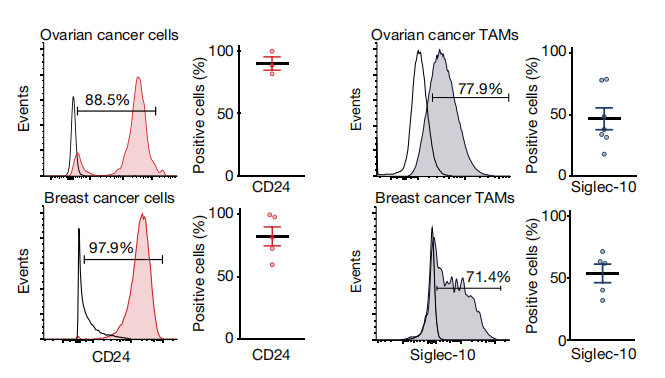 representative histogram of CD24/Siglec-10 expression in cancers. (Barkal, et al., 2019)
