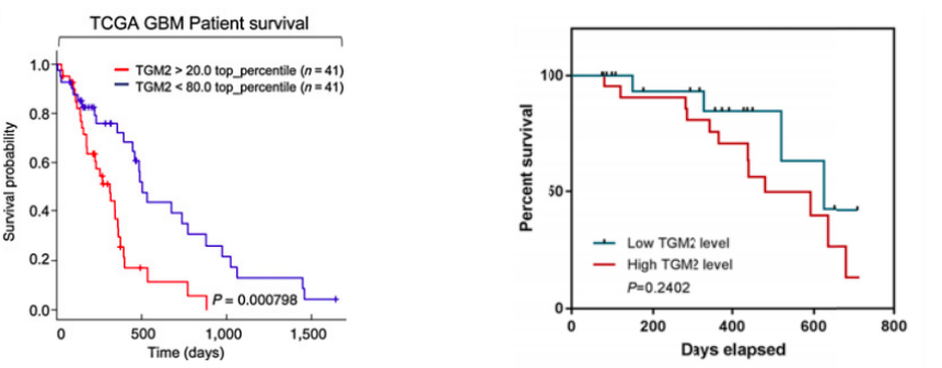 The survival analysis of GBM and colorectal cancer patients with different levels of TGM2 expression. (Yin, et al., 2017; Yang, et al., 2019)