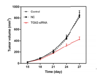 The tumor volumes in TGM2-siRNA group were significantly smaller at day 15, 18, 21, 24 and 27. (Yang, et al., 2019)