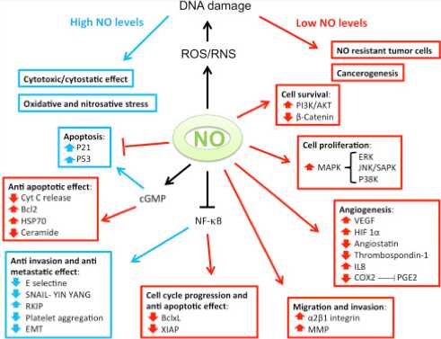 The dual role of iNOS in cancer. (Vanini, et al., 2015）