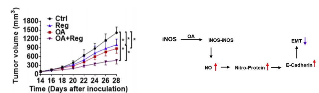 Tumor volumes of PLC-bearing BALB/c-null mice with indicated treatments. (Wang, et al., 2019)