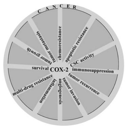 A diagram revealing multitasking roles for COX‐2 in the promotion of cancer. (Hashemi, et al., 2019)