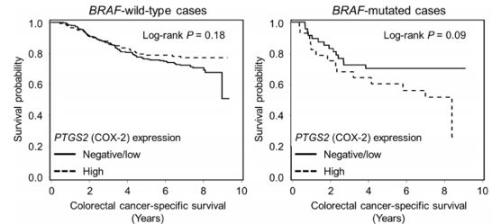 Kaplan-Meier analysis of colorectal cancer-specific survival according to tumour COX-2 expression status in strata of BRAF mutation status. (Kosumi, et al., 2019)