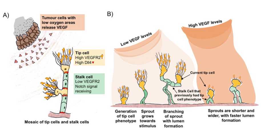 VEGF and Dll4 regulate blood vessel branching and expansion. (Bridges, et al., 2016)