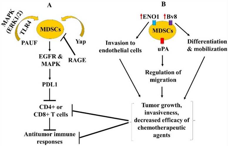 PAUF enhances the accumulation and functional activity of myeloid-derived suppressor cells (MDSCs) in pancreatic cancer.