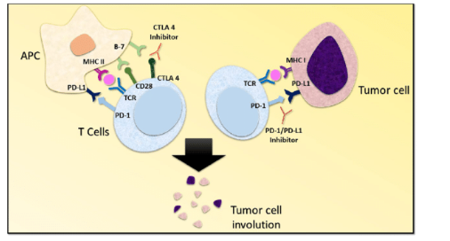 PD-1 x CTLA-4 Therapeutic Bispecific Antibody Program