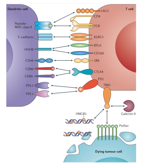 PD-L1 x TIM-3 Therapeutic Bispecific Antibody Program