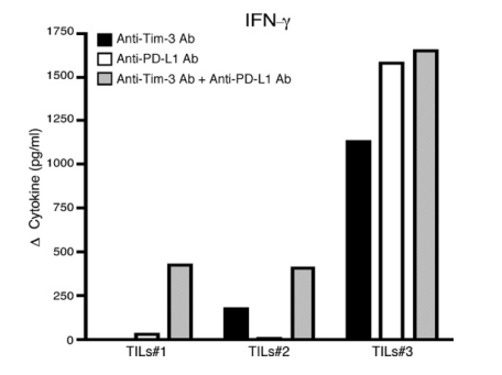 PD-L1 x TIM-3 Therapeutic Bispecific Antibody Program