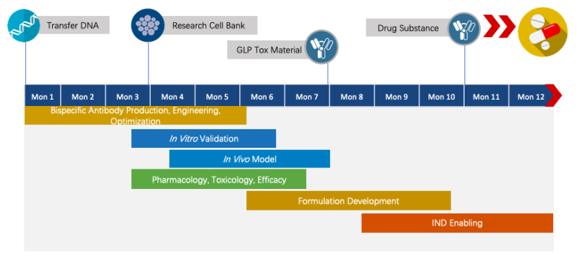 PD-L1 x TIM-3 Therapeutic Bispecific Antibody Program
