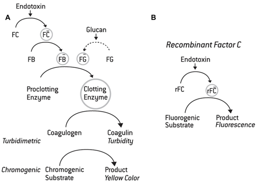 Fig.1 Recombinant Factor C pyrogen assay. A: Traditional LAL assay. B: The novel single-step activation of rFC. (Li, 2015)