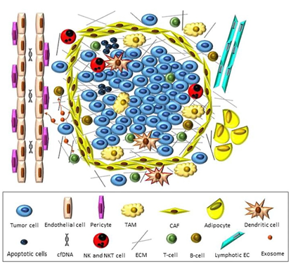 Fig.1 Tumor microenvironment at a glance. (Baghban, 2020)