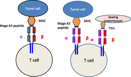 TCR recognizes the tumor.