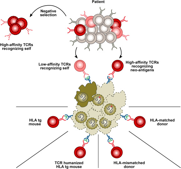 Identification of T-cell receptors with desired specificity and optimal affinity.
