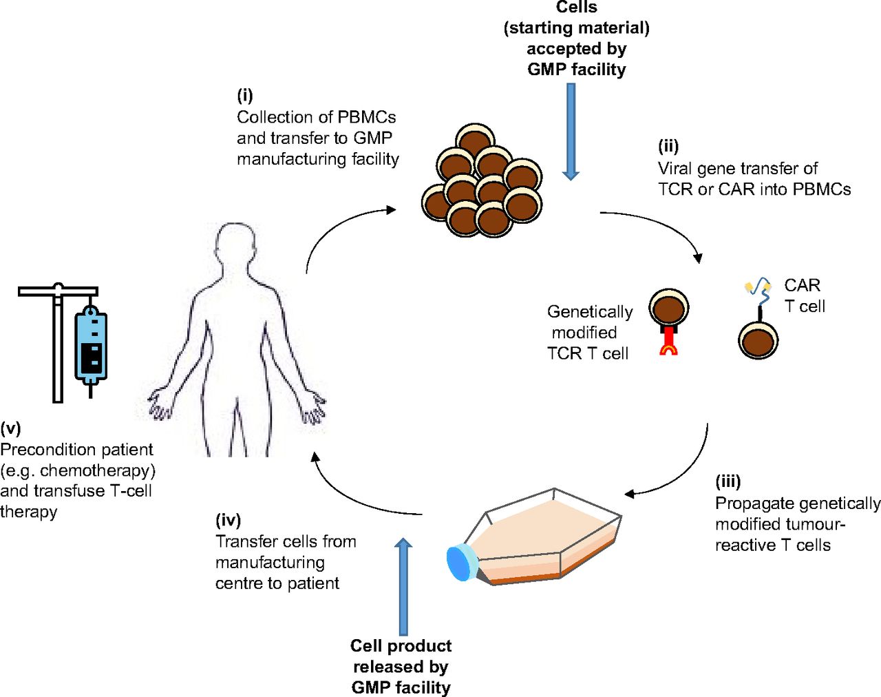 Manufacturing and delivery pipeline of genetically modified T-cell therapies.