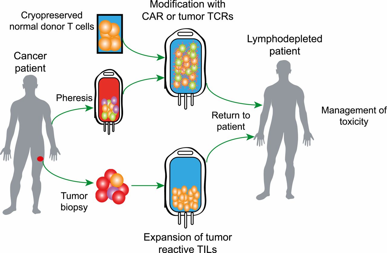 TCR-T-and-CAR-T-NK-MA-Cell-Activation-and-Expansion-2.jpg