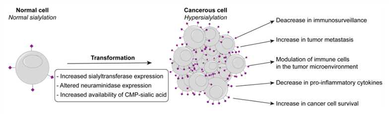 Hyper-sialylation in cancer: causes and effects.