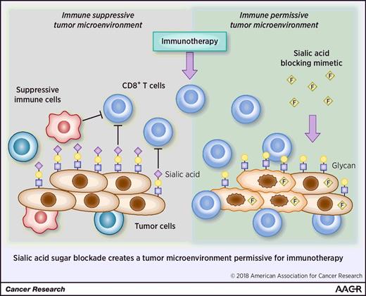 Sialic acid blockade boosts anti-tumor immunity.