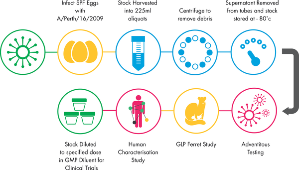Summary of Production of the GMP Challenge Stock.