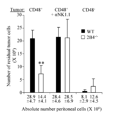 Fig.2 Engagement of 2B4 inhibits NK rejection of tumor cells in vivo. (Lee, et al., 2004)