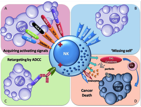 Immune surveillance of cancer by natural killer (NK) cells.